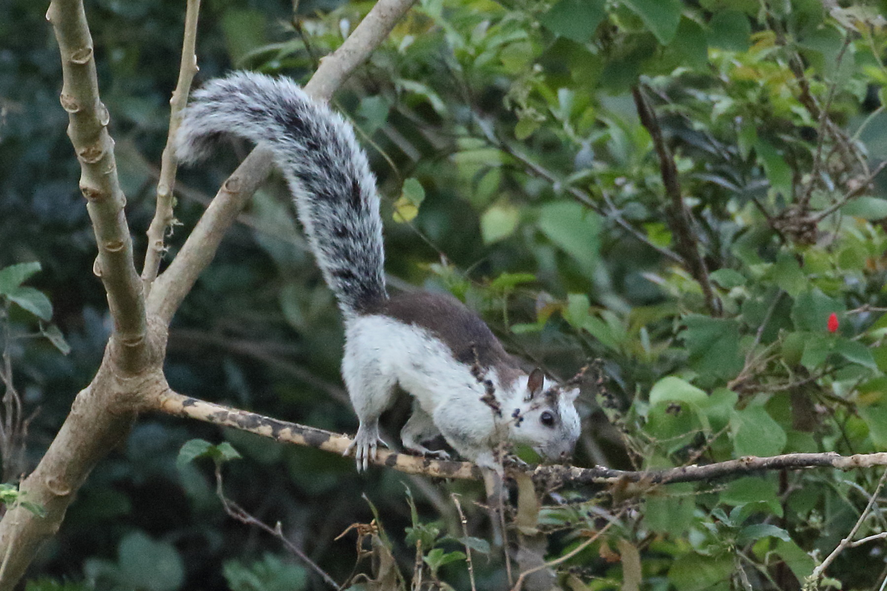 sciurus_variegatoides7bd