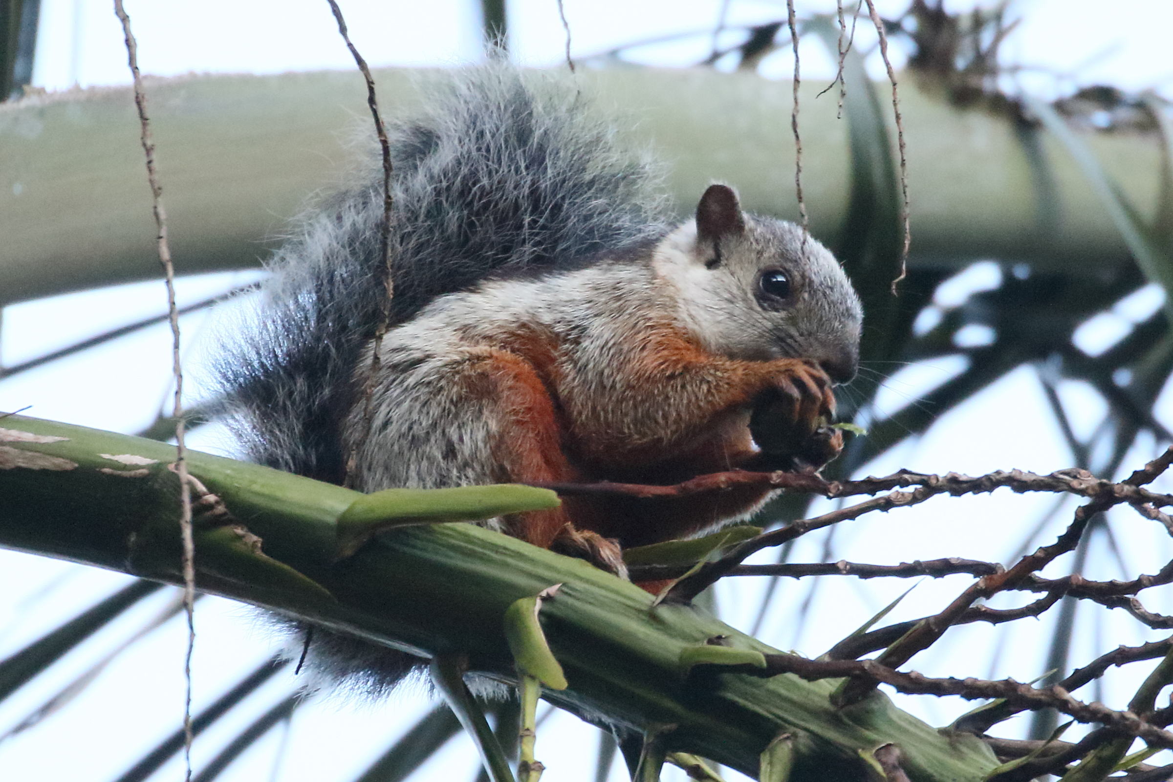 sciurus_variegatoides8bd