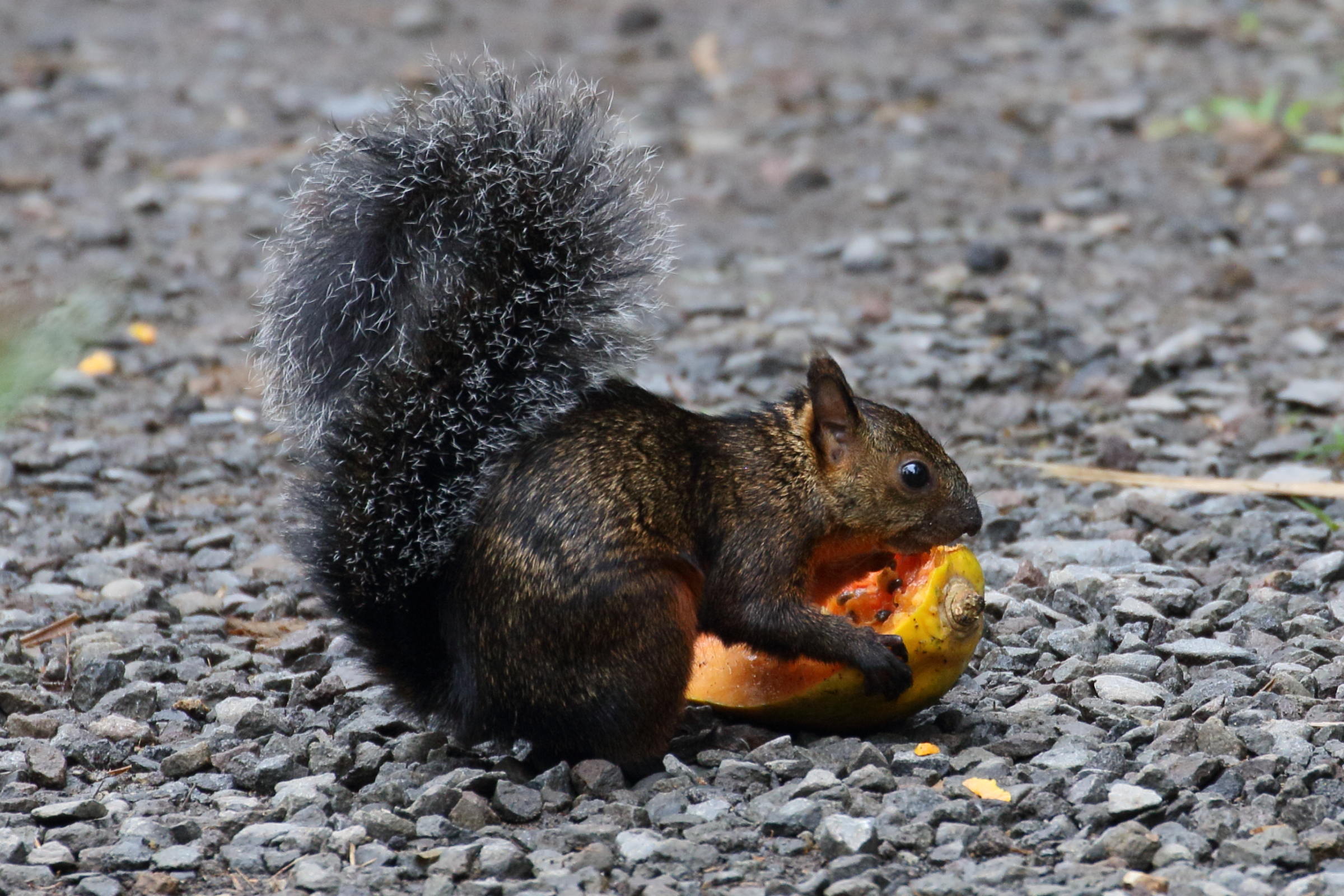 sciurus_variegatoides9bd