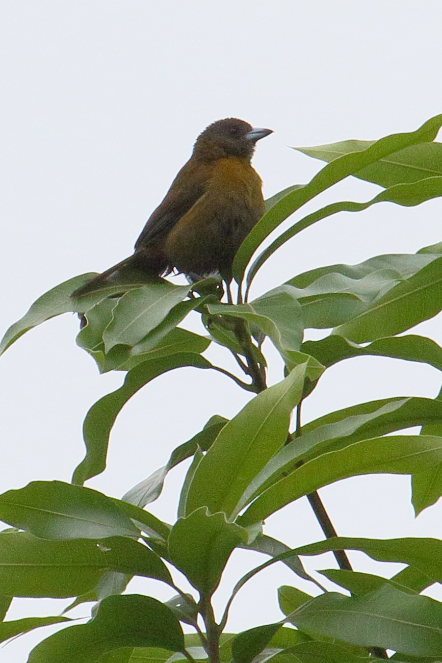 Afficher le média tangara_a_croupion_rouge_-_ramphocelus_passerinii5md tangara_a_croupion_rouge_-_ramphocelus_passerinii5md