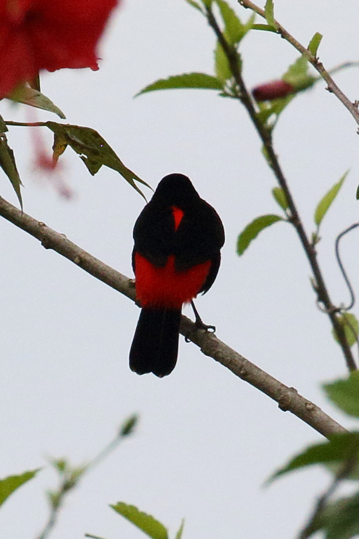 Afficher le média tangara_a_croupion_rouge_-_ramphocelus_passerinii6bd tangara_a_croupion_rouge_-_ramphocelus_passerinii6bd