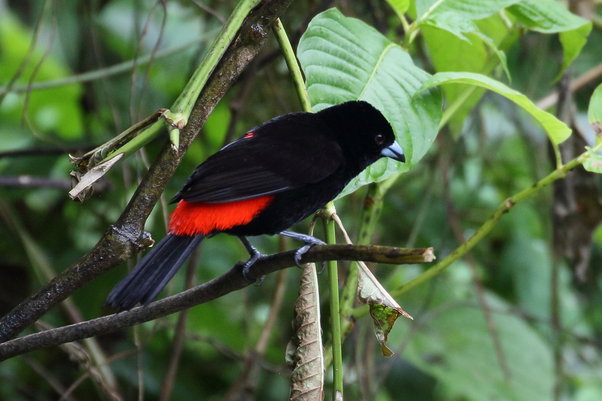 Afficher le média tangara_a_croupion_rouge_-_ramphocelus_passerinii7bd tangara_a_croupion_rouge_-_ramphocelus_passerinii7bd