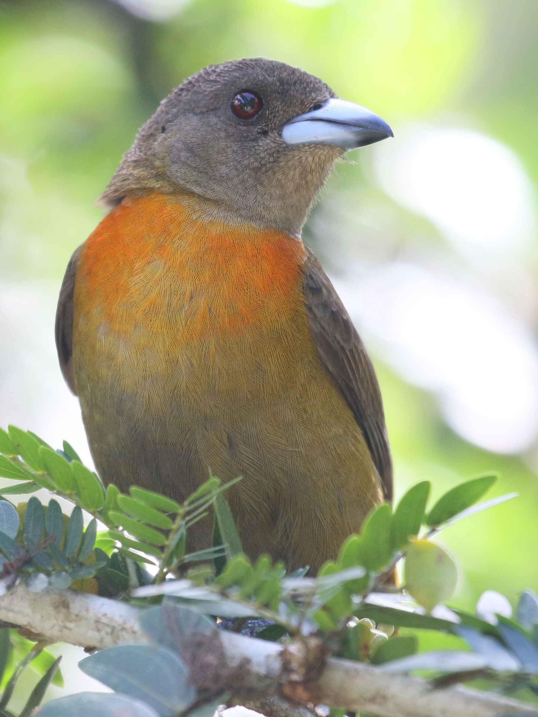Afficher le média tangara_a_croupion_rouge_-_rhamphocelus_passerinii10bd tangara_a_croupion_rouge_-_rhamphocelus_passerinii10bd