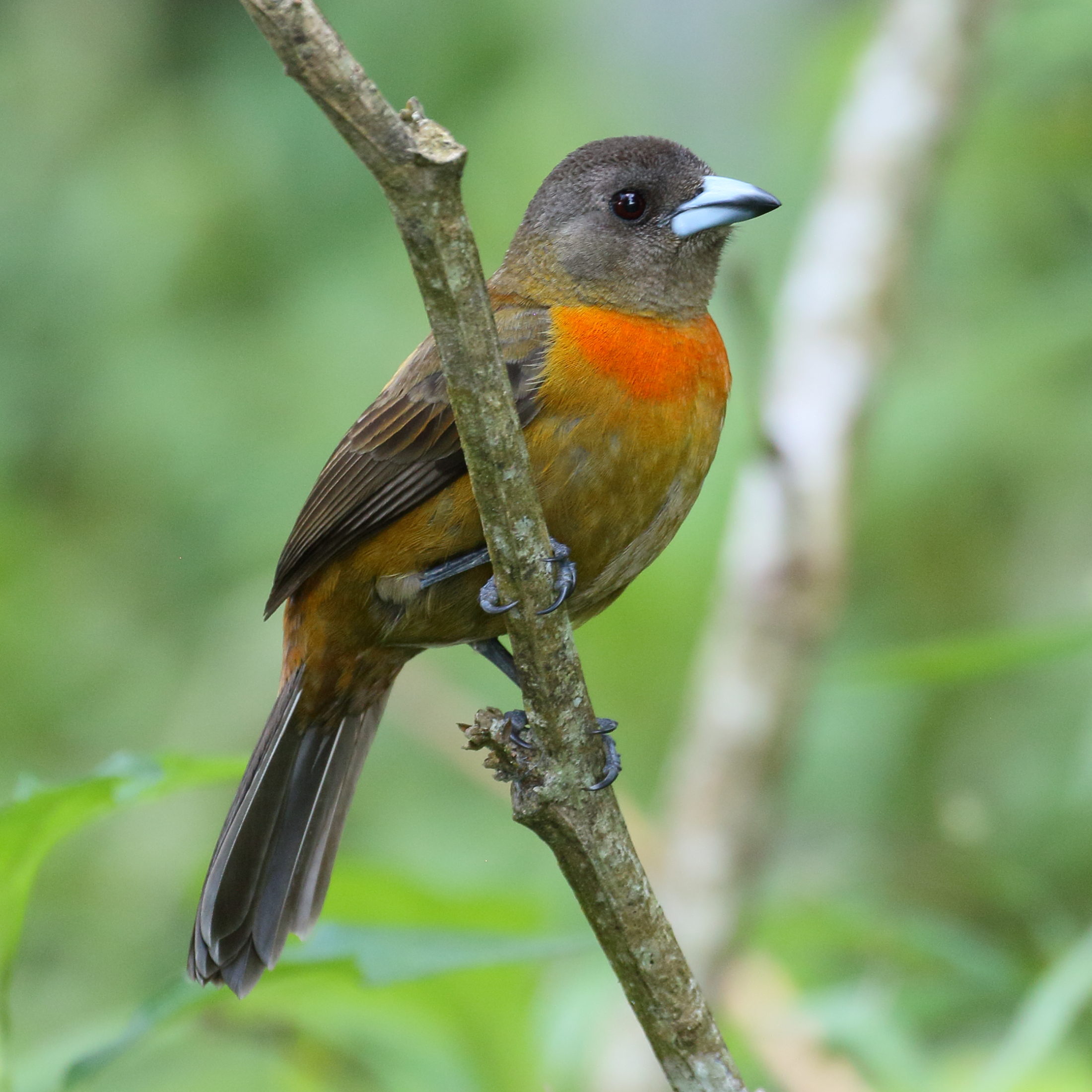 Afficher le média tangara_a_croupion_rouge_-_rhamphocelus_passerinii11bd tangara_a_croupion_rouge_-_rhamphocelus_passerinii11bd