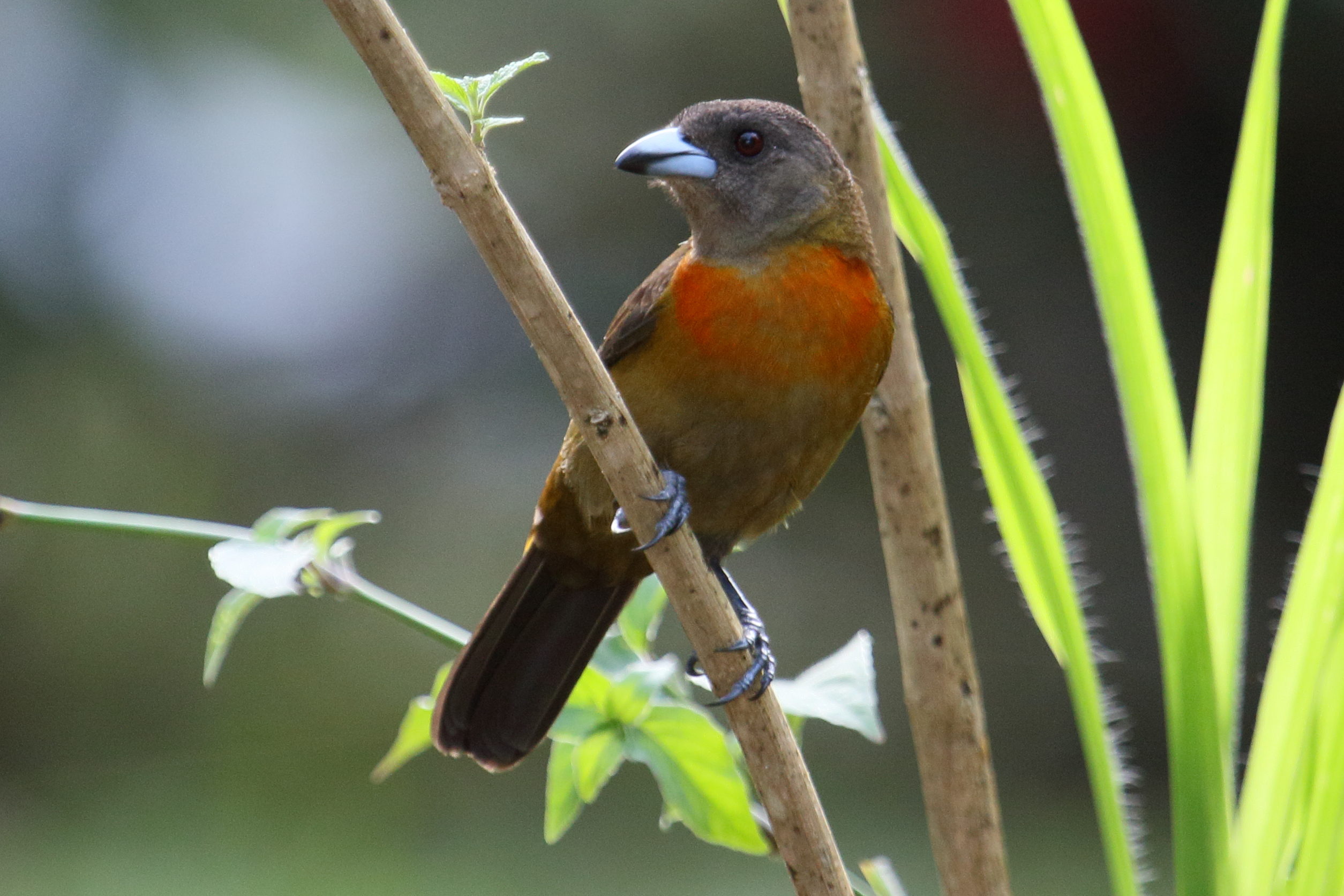 Afficher le média tangara_a_croupion_rouge_-_rhamphocelus_passerinii12md tangara_a_croupion_rouge_-_rhamphocelus_passerinii12md