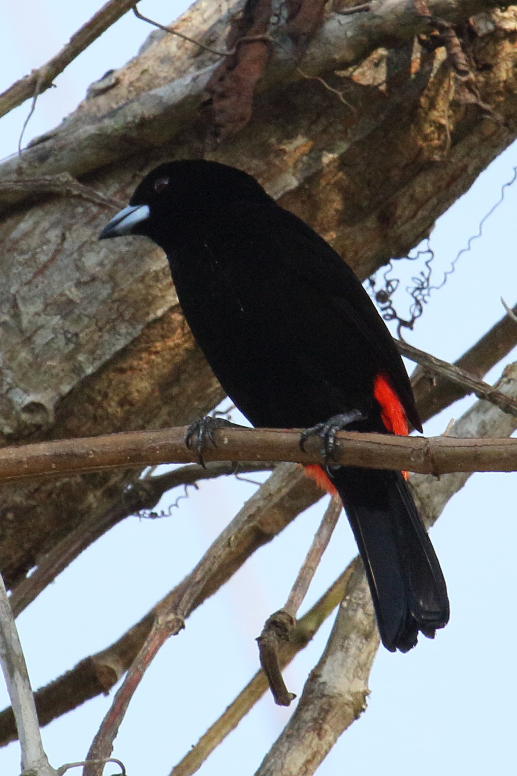 Afficher le média tangara_a_croupion_rouge_-_rhamphocelus_passerinii8md tangara_a_croupion_rouge_-_rhamphocelus_passerinii8md