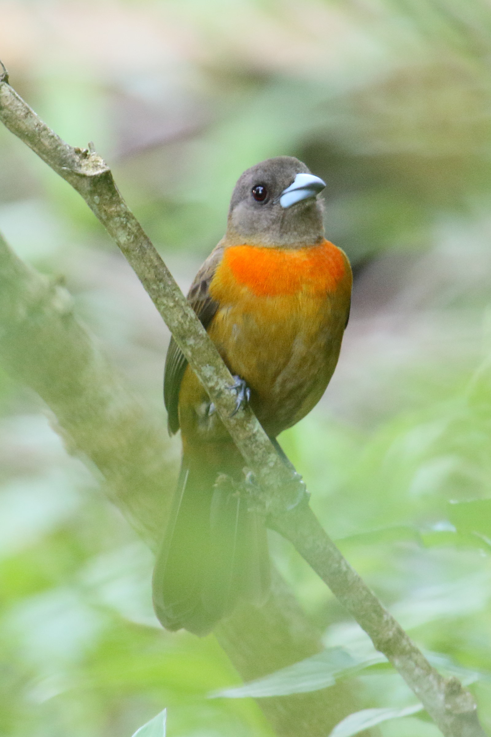 Afficher le média tangara_a_croupion_rouge_-_rhamphocelus_passerinii9md tangara_a_croupion_rouge_-_rhamphocelus_passerinii9md