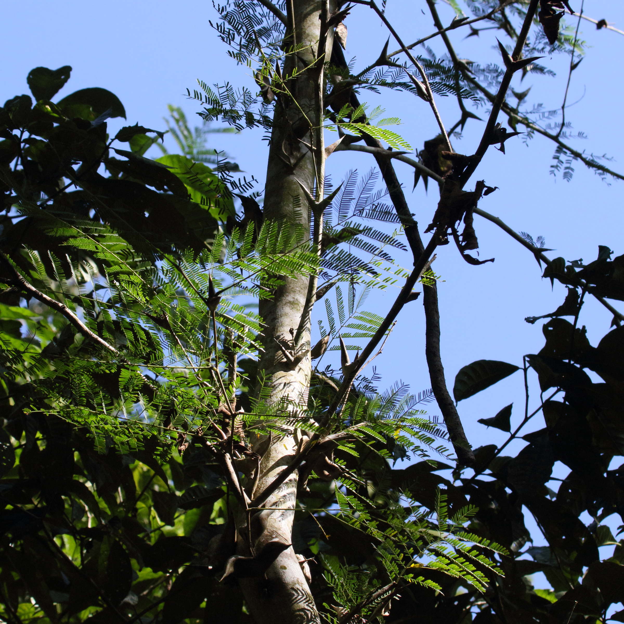 Afficher le média vachellia_collinsii1md vachellia_collinsii1md