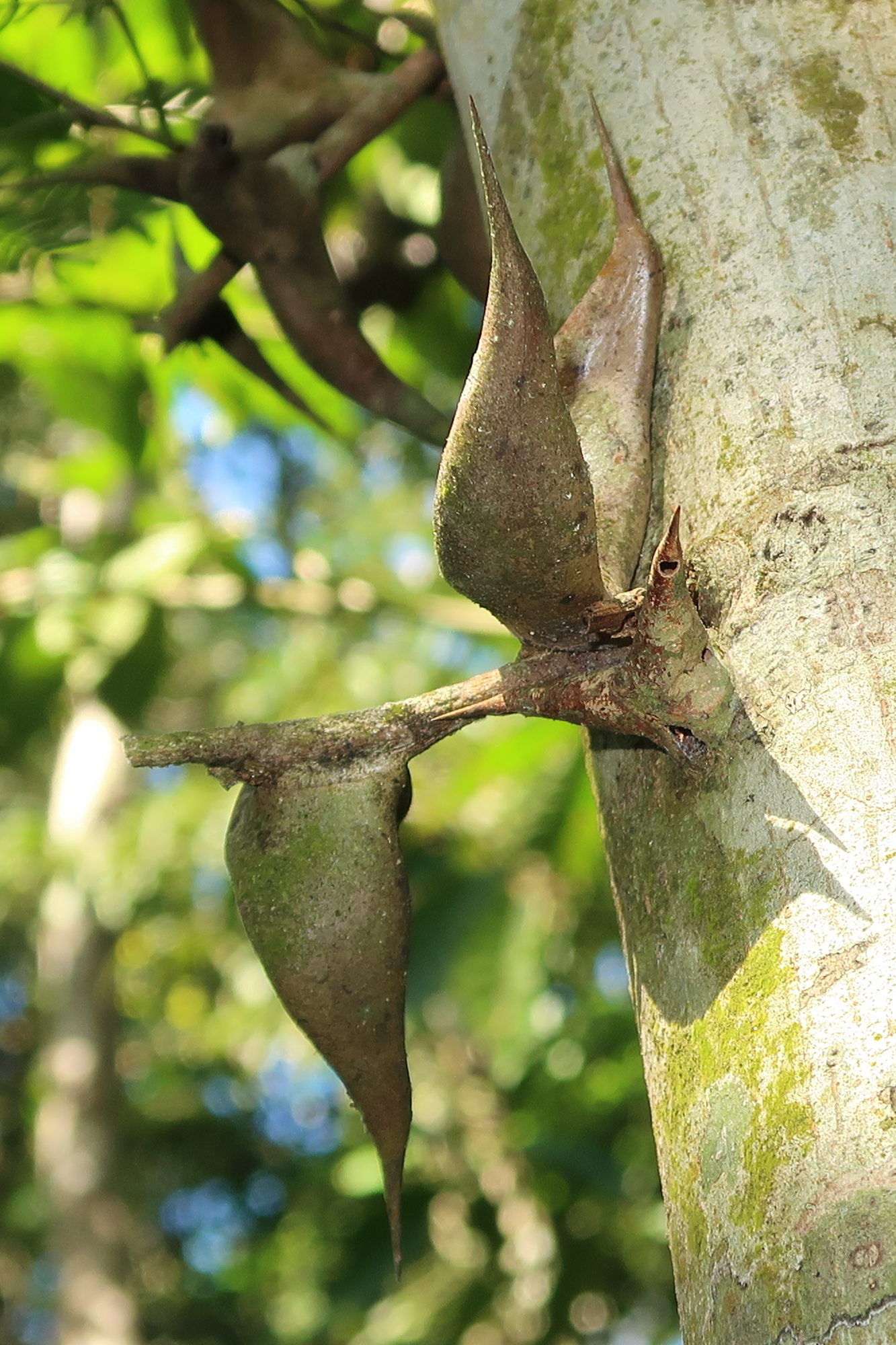Afficher le média vachellia_collinsii3md vachellia_collinsii3md