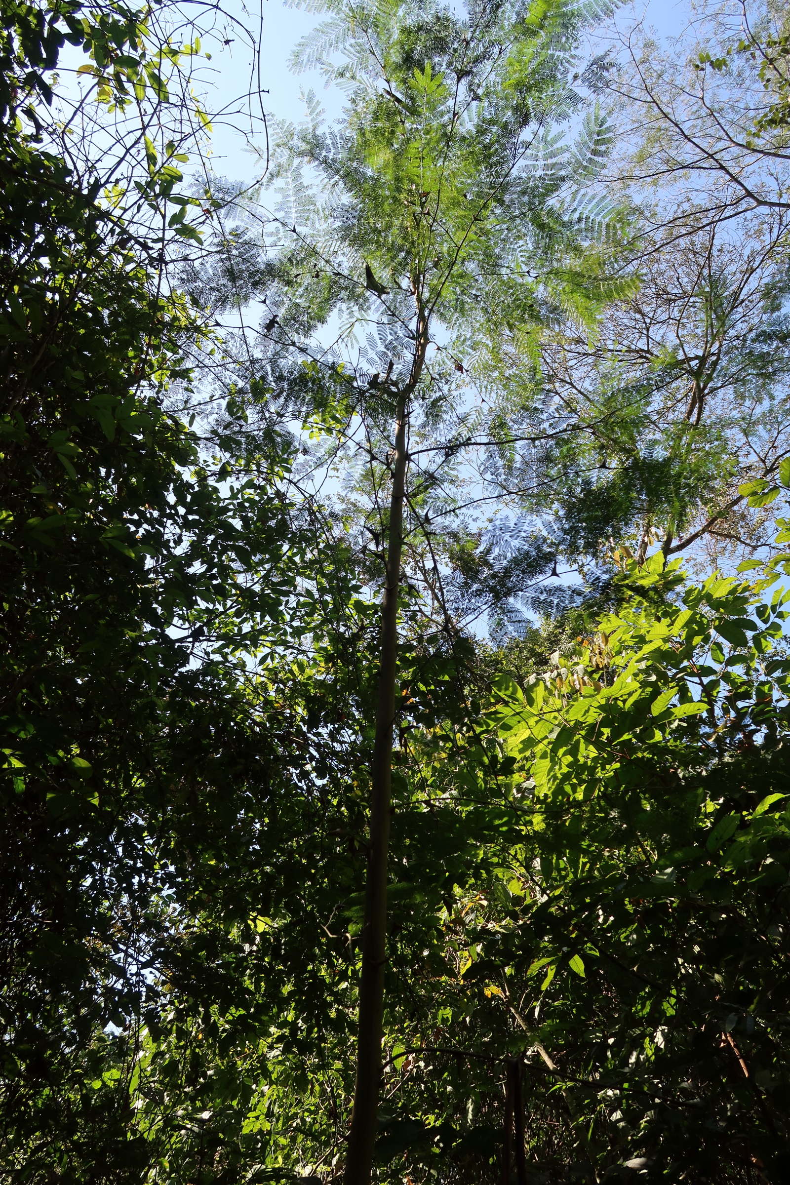 Afficher le média vachellia_collinsii5md vachellia_collinsii5md