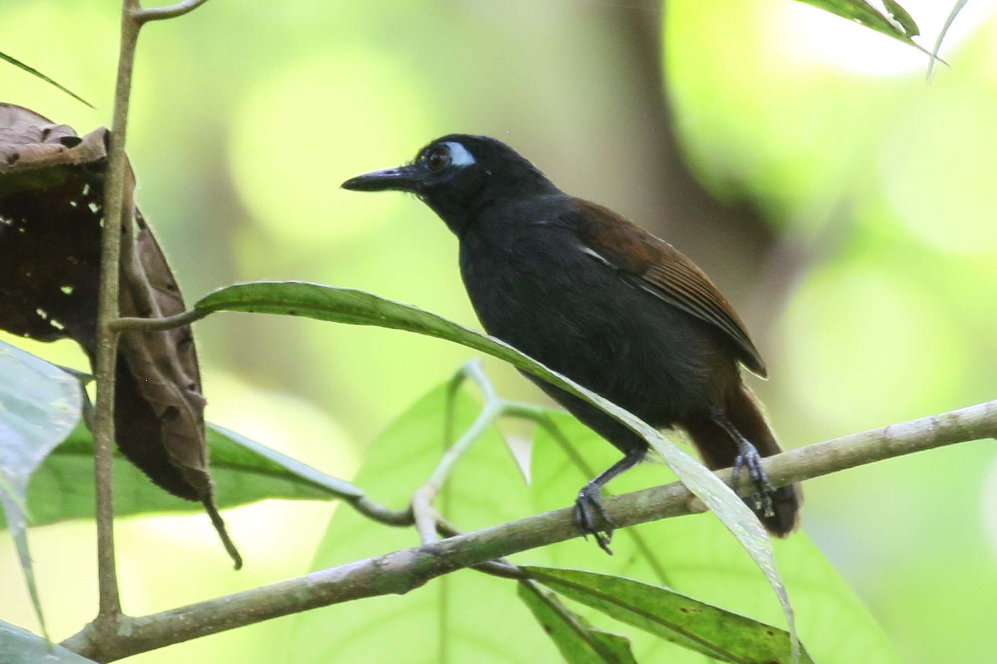 alapi_a_dos_roux_-_poliocrania_exsul2bd