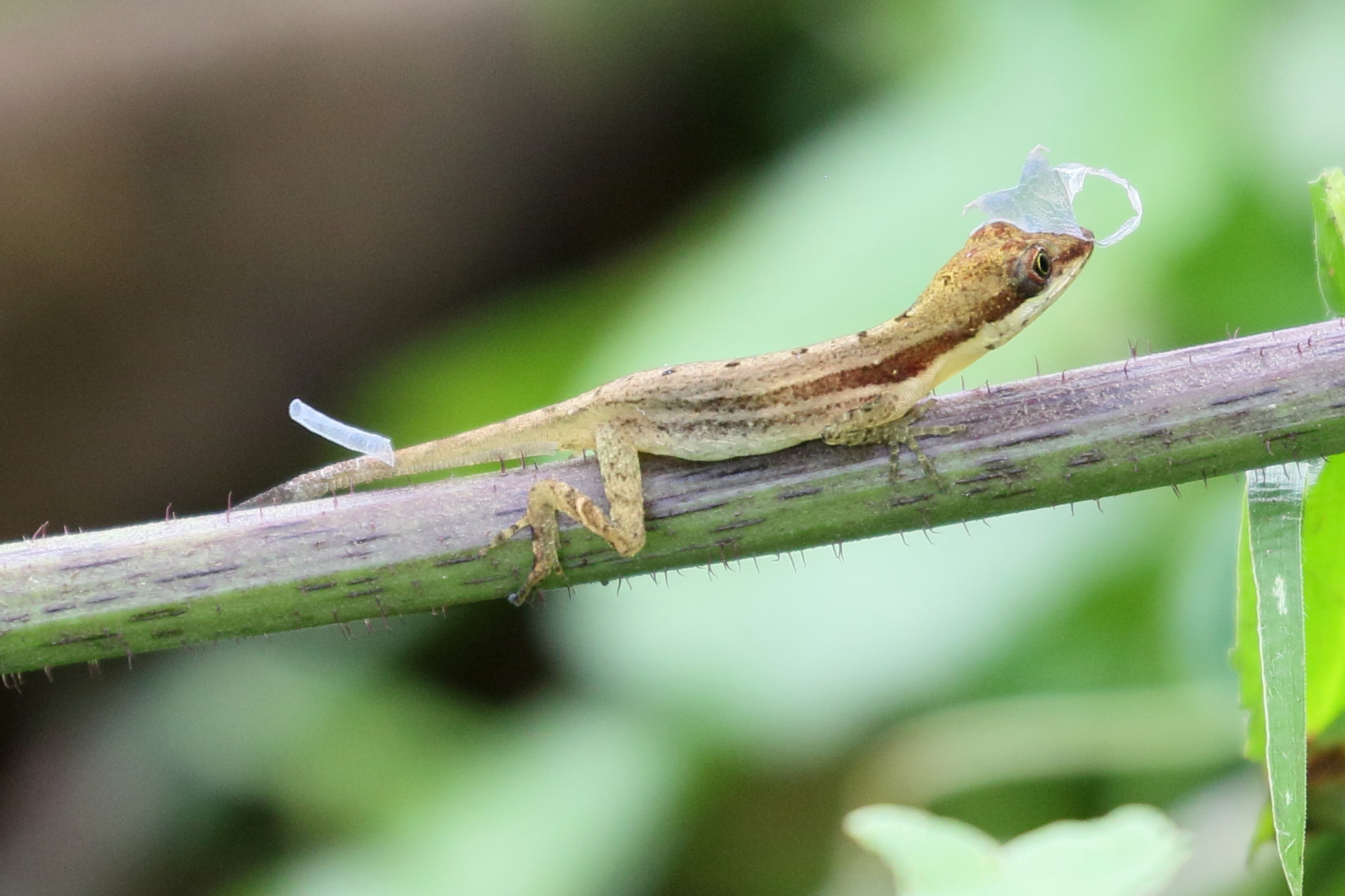 anolis_auratus1bd