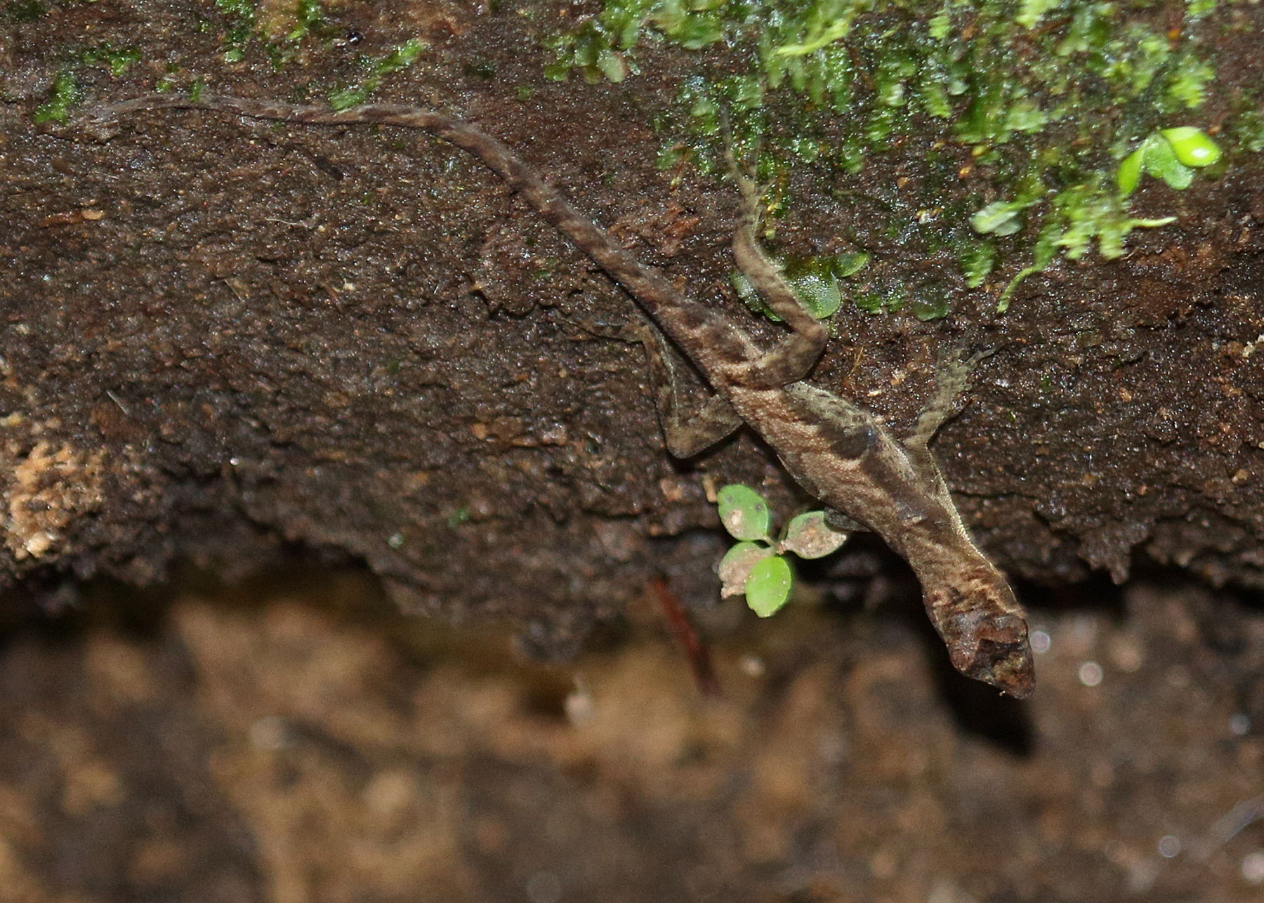 anolis_humilis1md