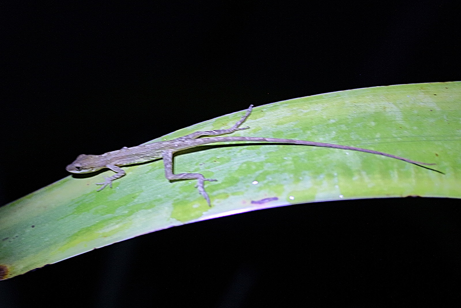 anolis_limifrons3md