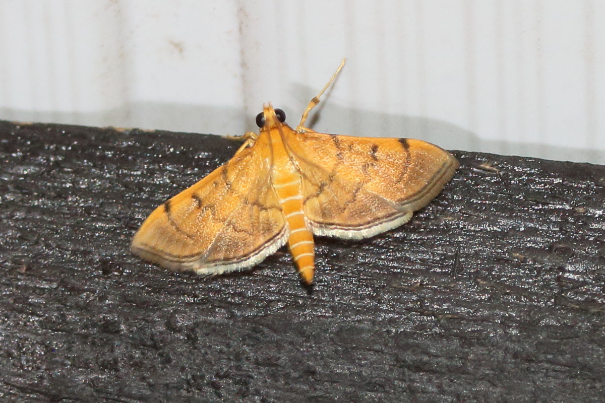 aponia_aponianalis1md