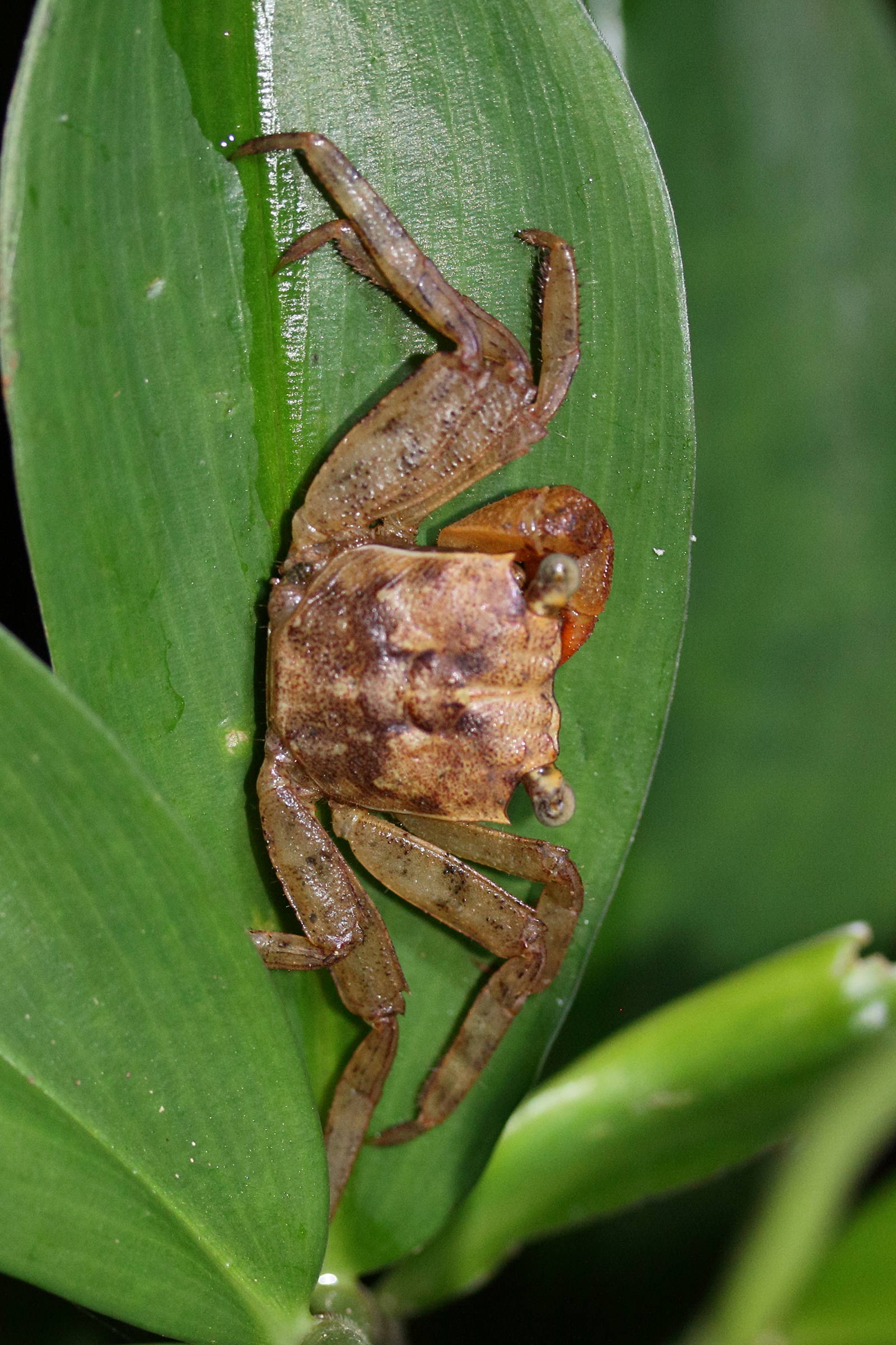 armases_occidentale1md