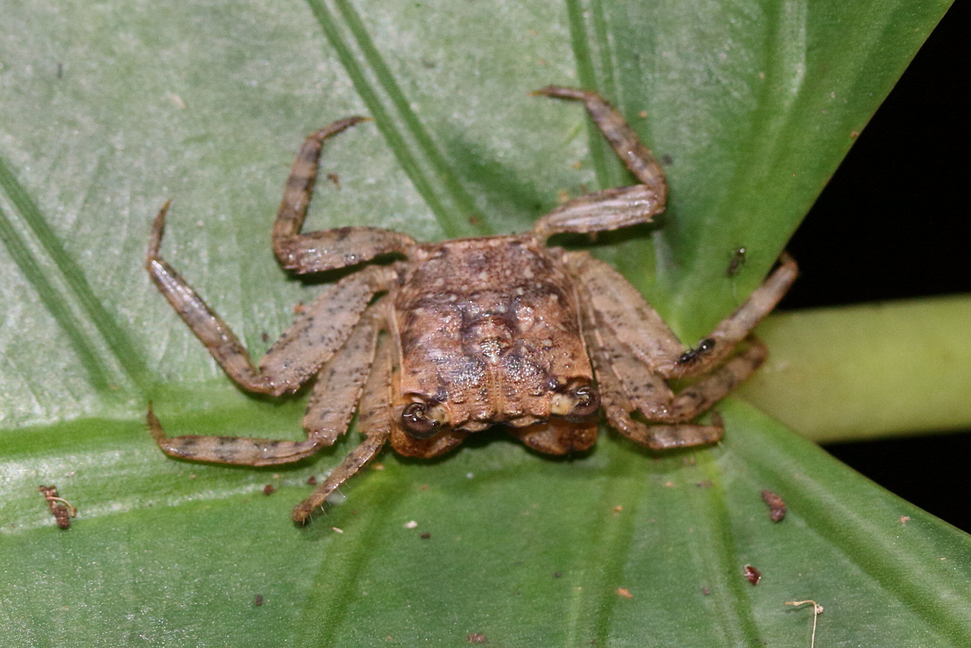 armases_occidentale2md