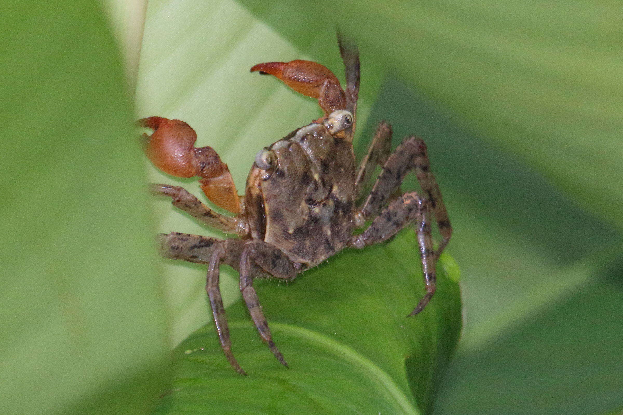 armases_occidentale3md