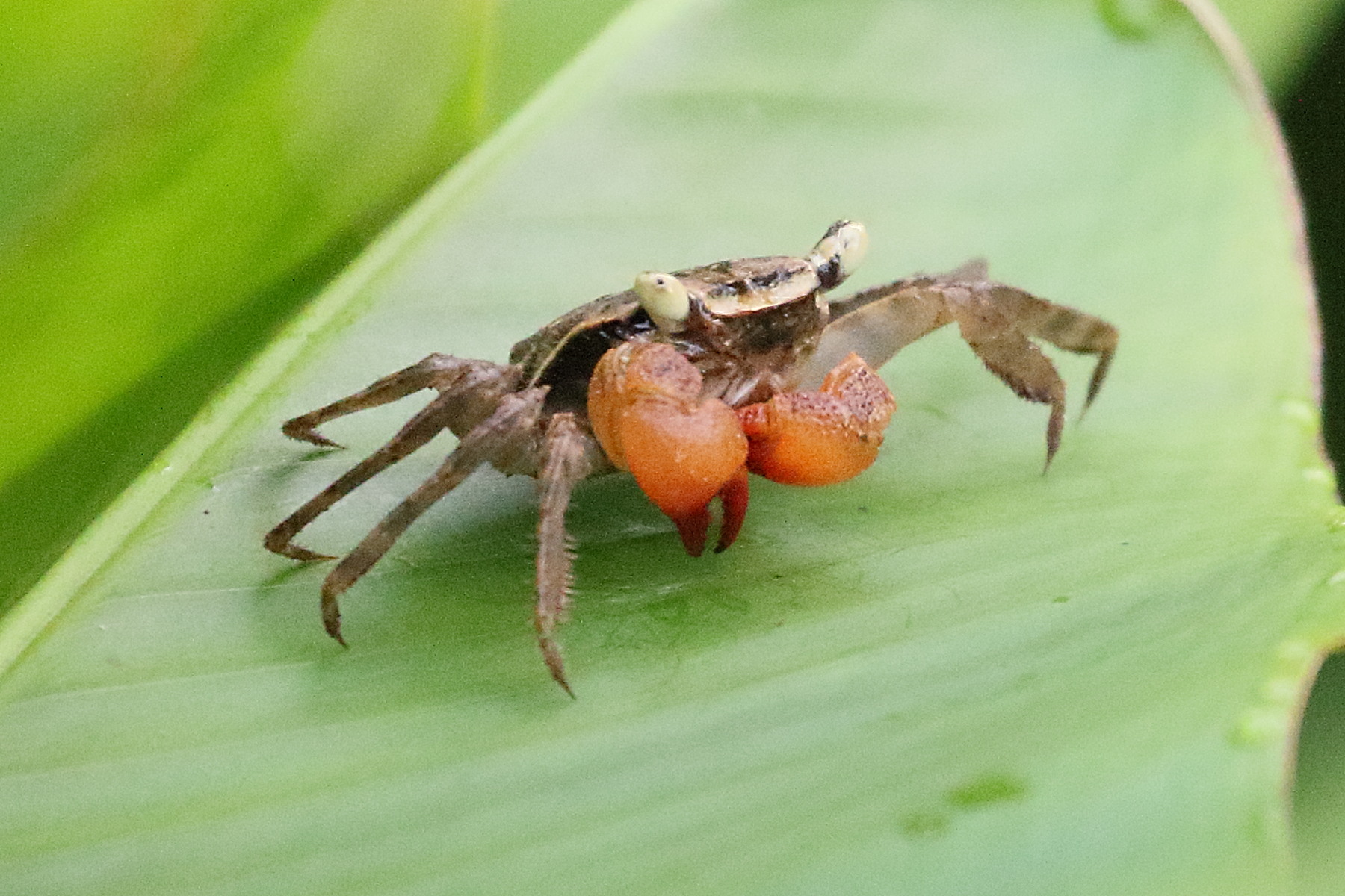 armases_occidentale4bd