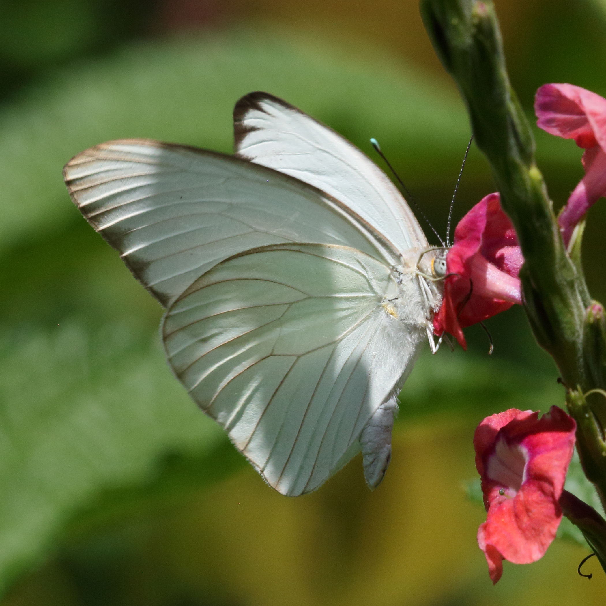 ascia_monuste_monuste1bd