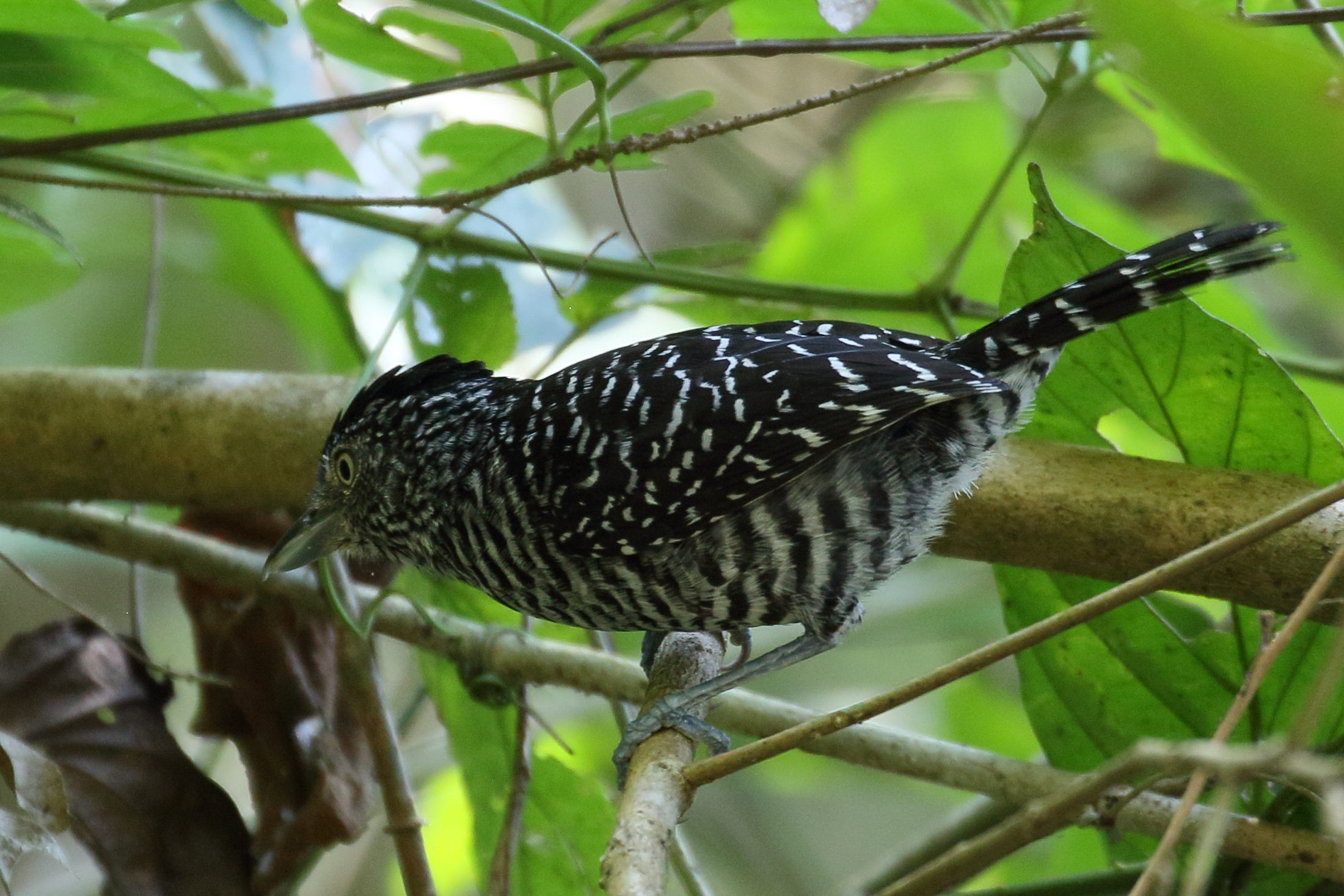 batara_raye_-_thamnophilus_doliatus2bd