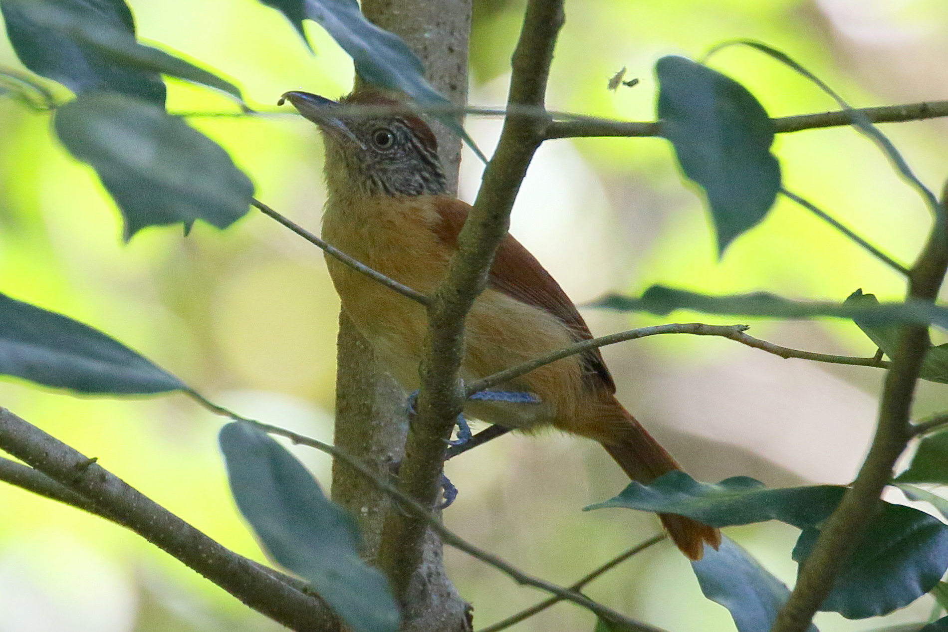 batara_raye_-_thamnophilus_doliatus3bd