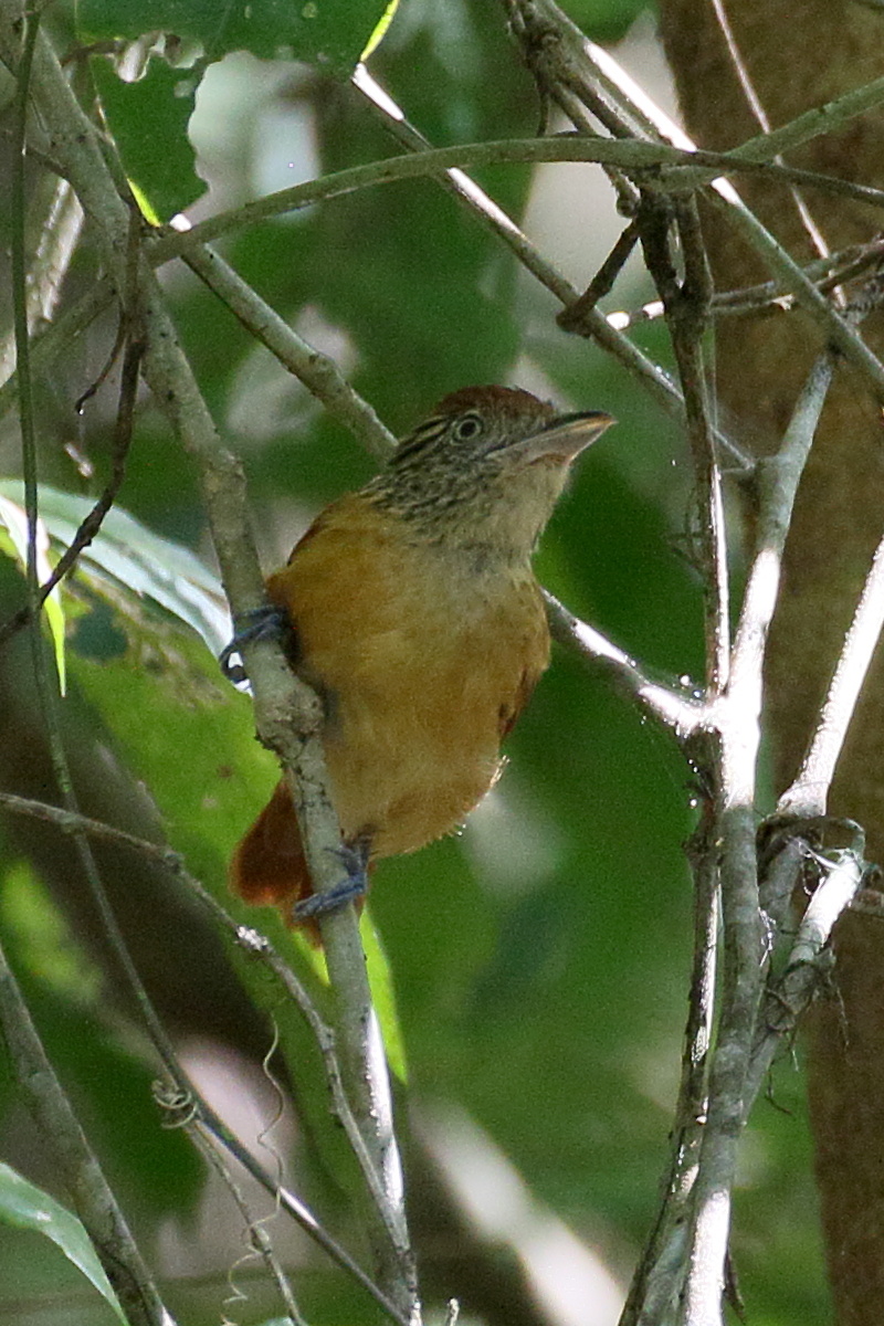 batara_raye_-_thamnophilus_doliatus4bd