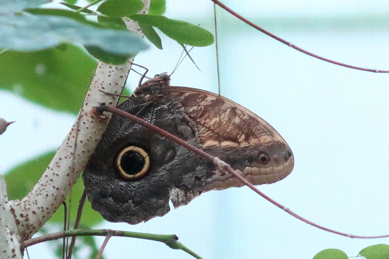 caligo_brasiliensis_sulanus1md