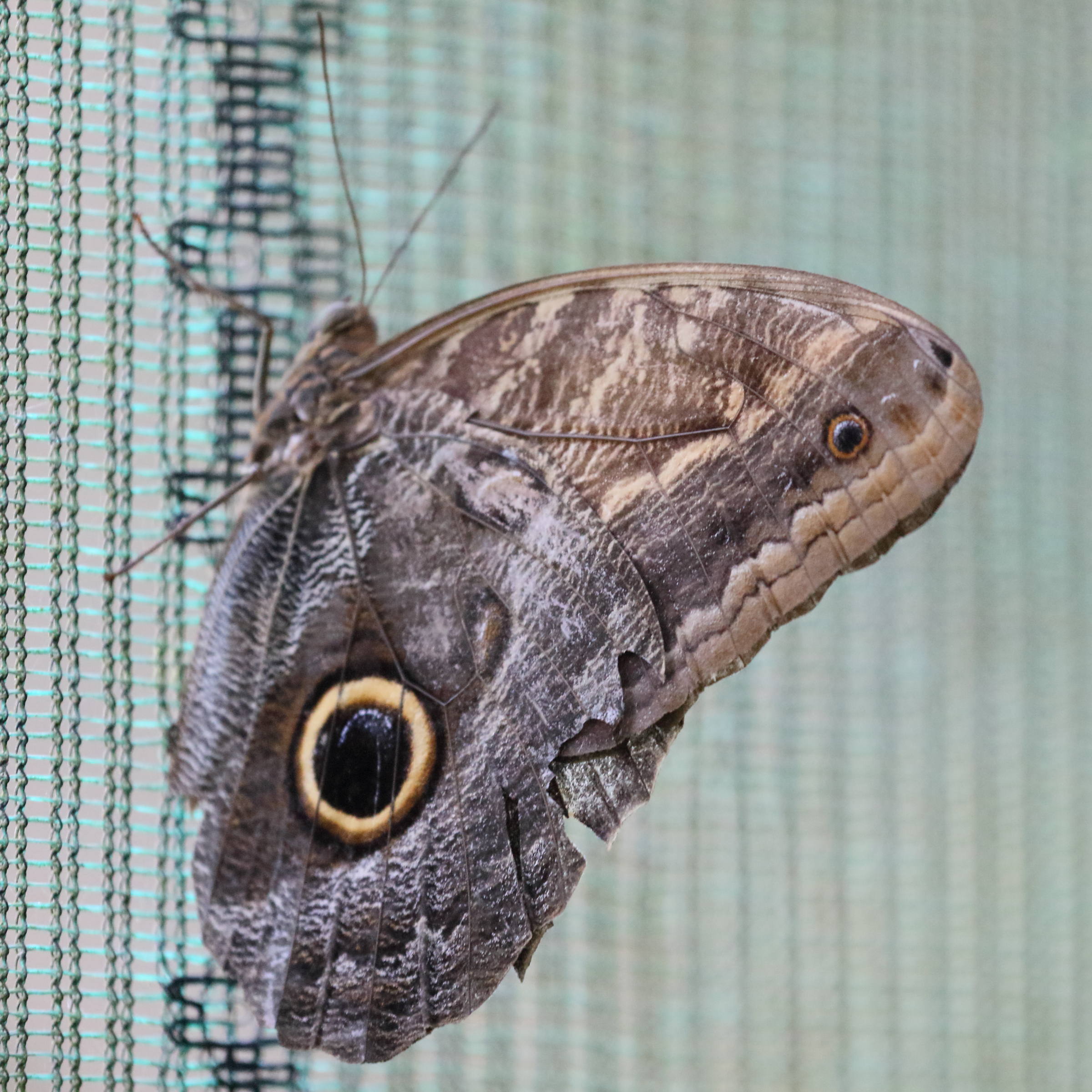 caligo_brasiliensis_sulanus3bd