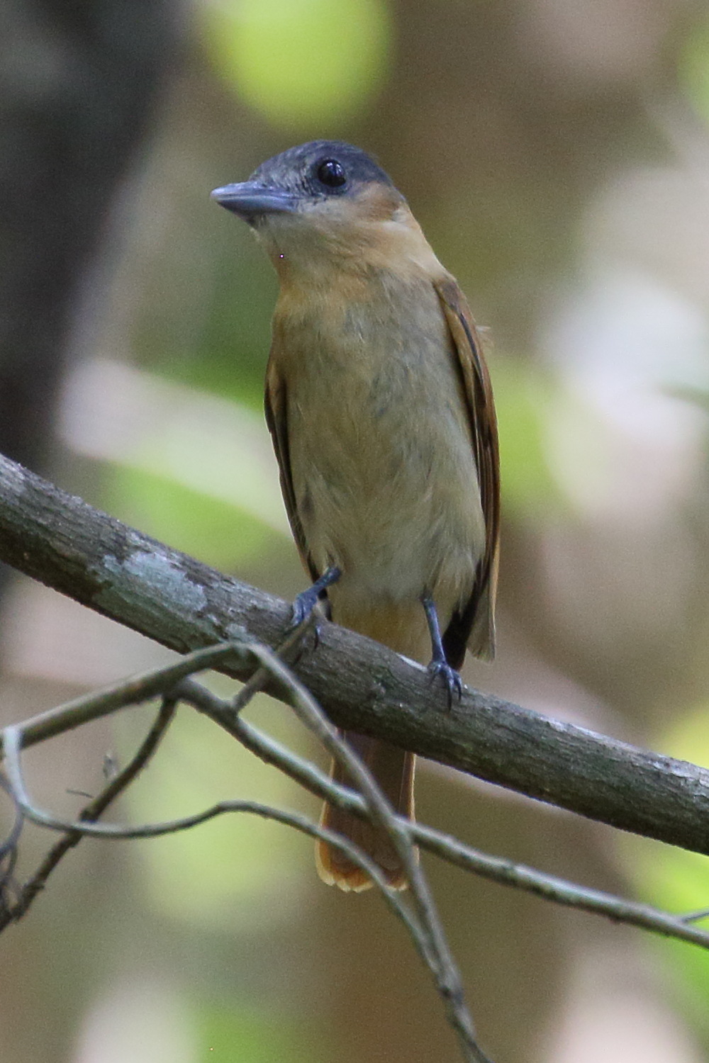 becarde_a_gorge_rose_-_pachyramphus_aglaiae1bd