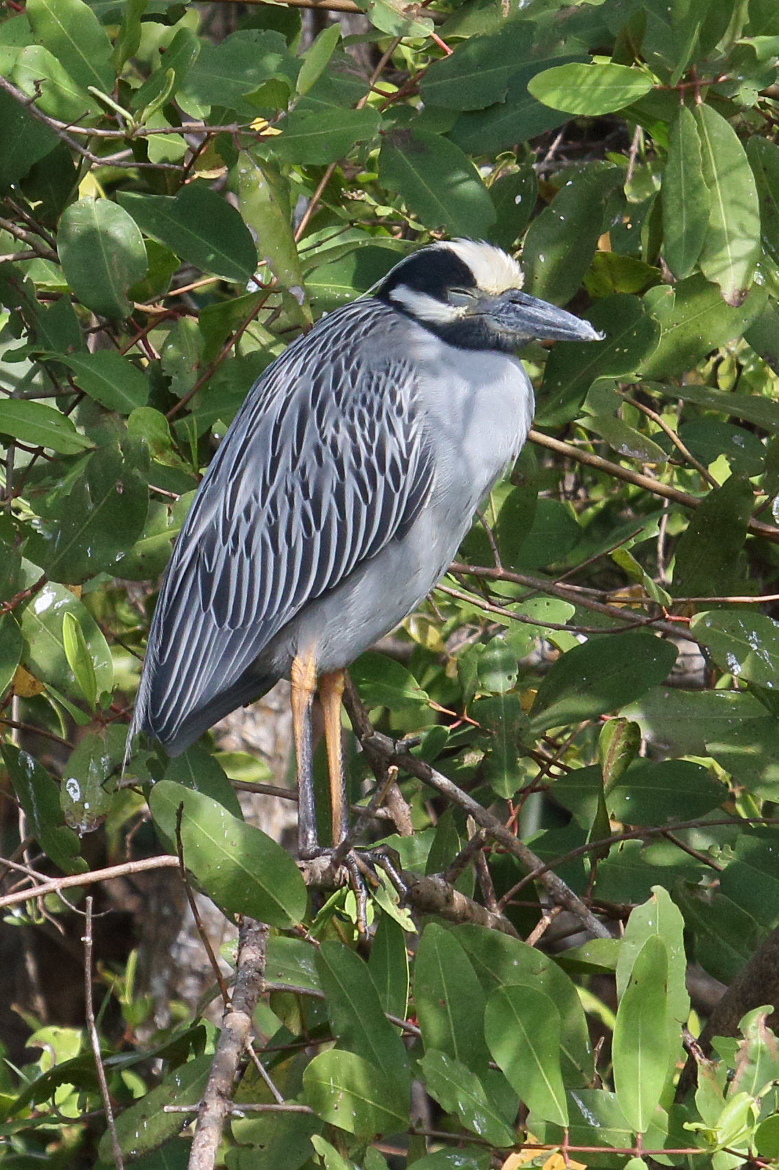 bihoreau_violace_-_nyctanassa_violacea2md