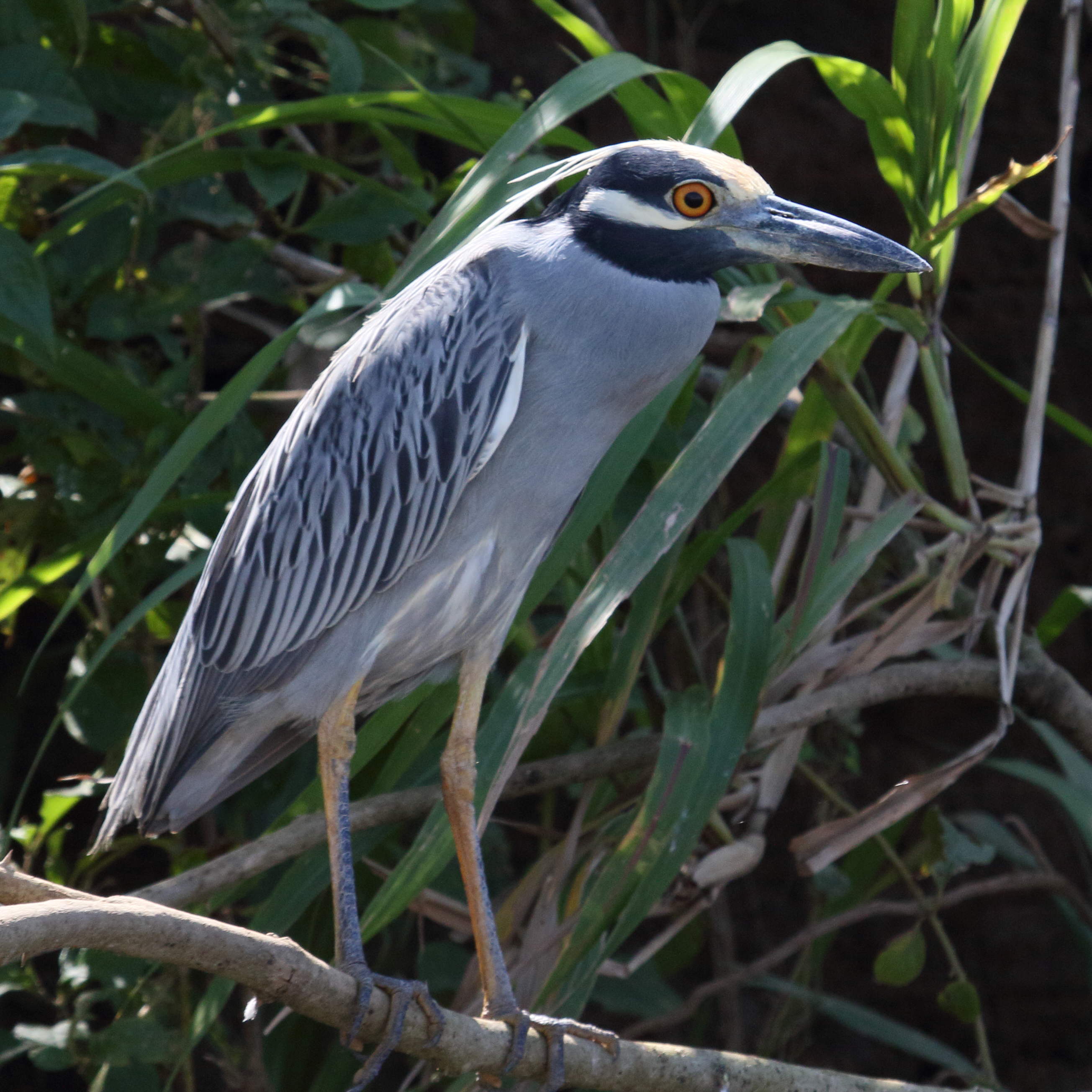 bihoreau_violace_-_nyctanassa_violacea3md