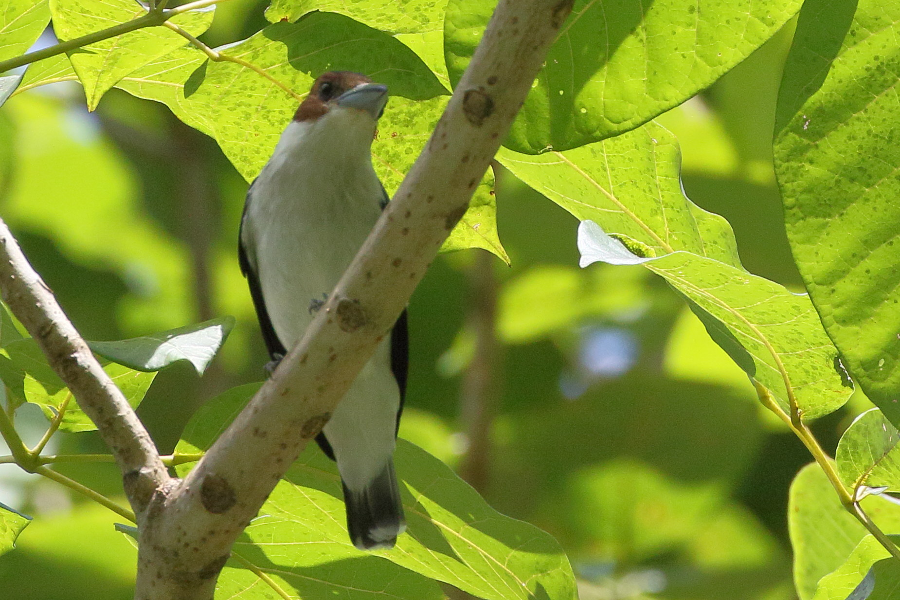 tityre_a_tete_noire_-_tityra_inquisitor2bd