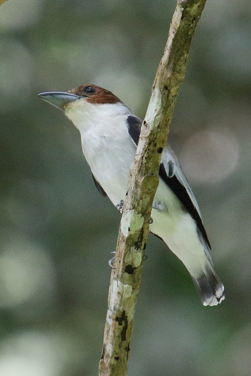 tityre_a_tete_noire_-_tityra_inquisitor3md