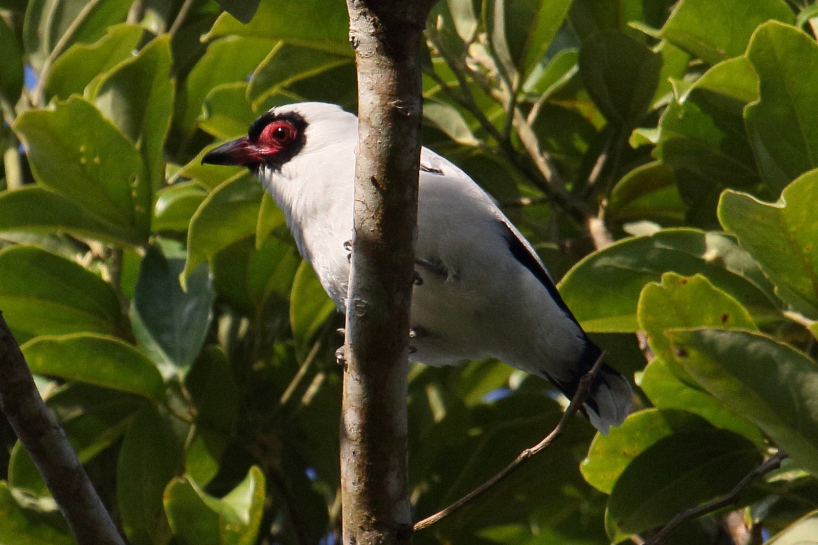 tityre_masque_-_tityra_semifasciata1md