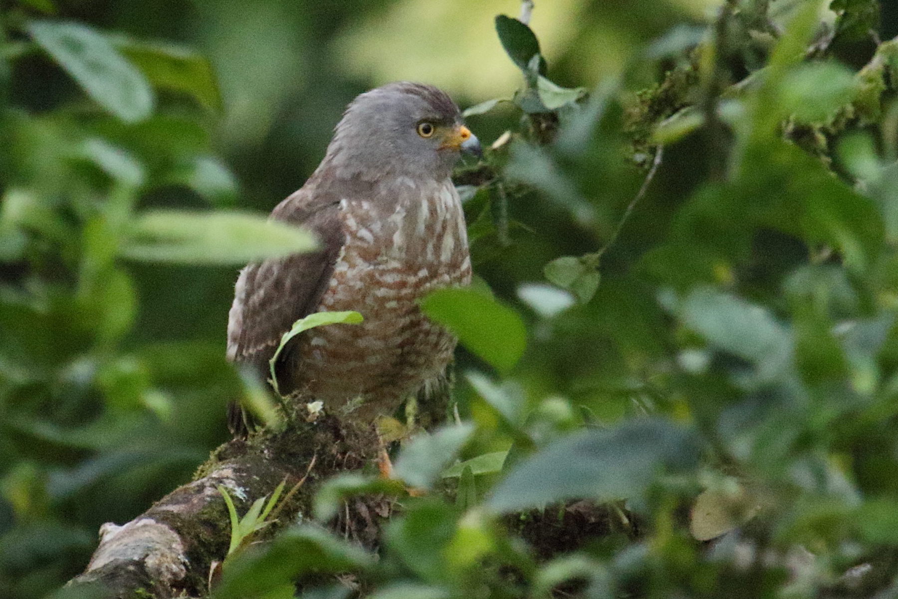 buse_a_gros_bec_-_rupornis_magnirostris1md