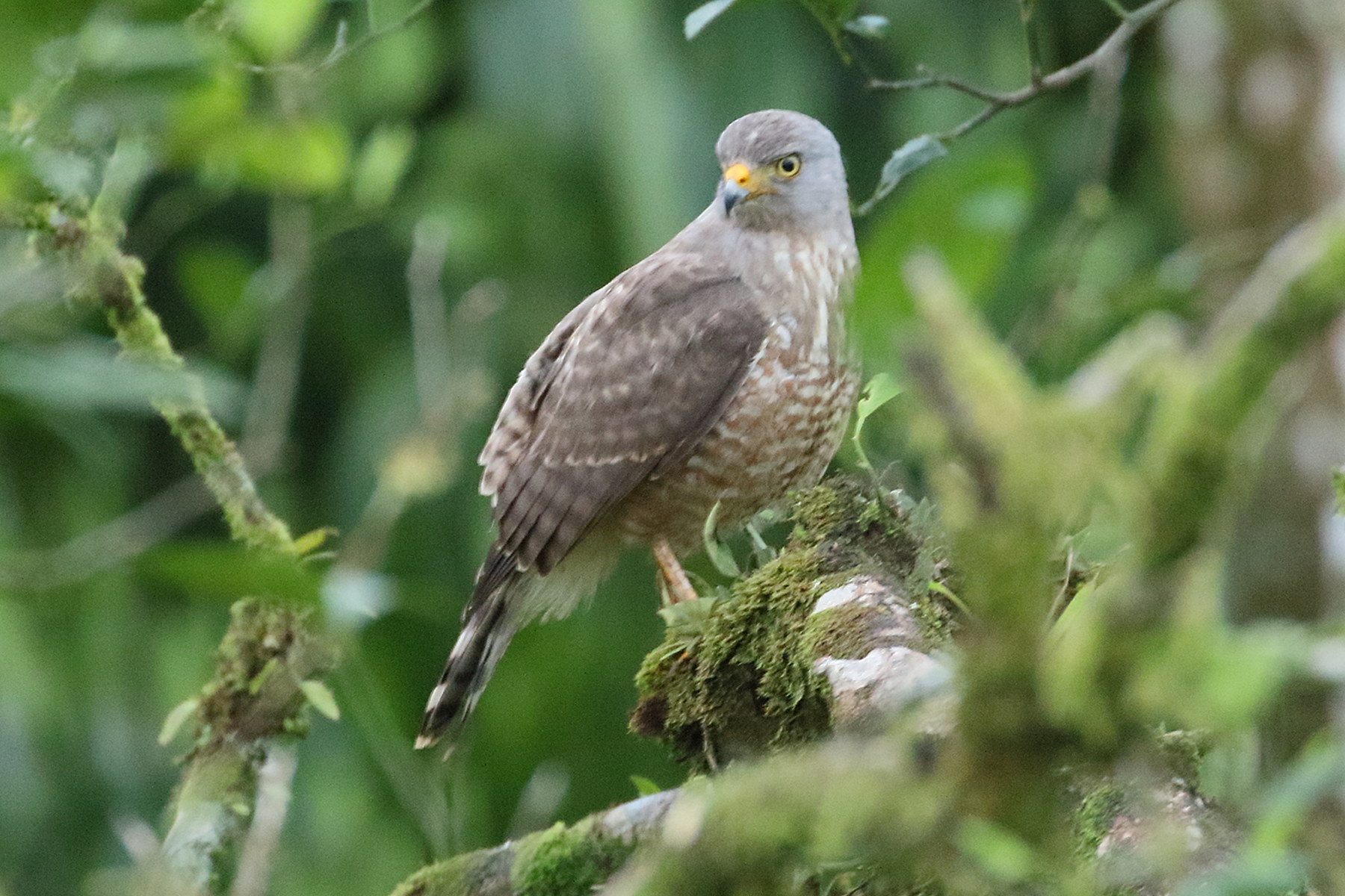 buse_a_gros_bec_-_rupornis_magnirostris2bd