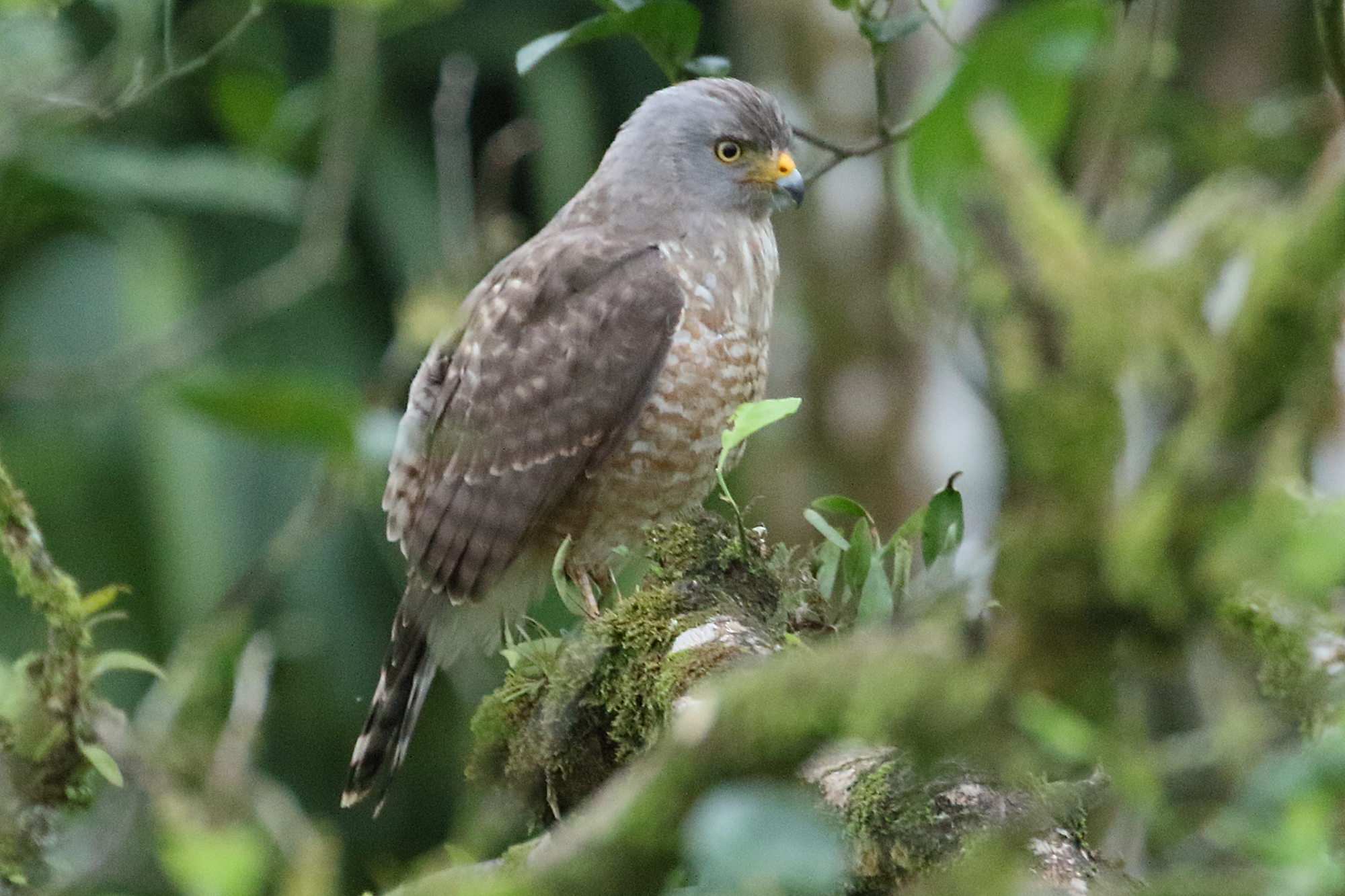 buse_a_gros_bec_-_rupornis_magnirostris3bd