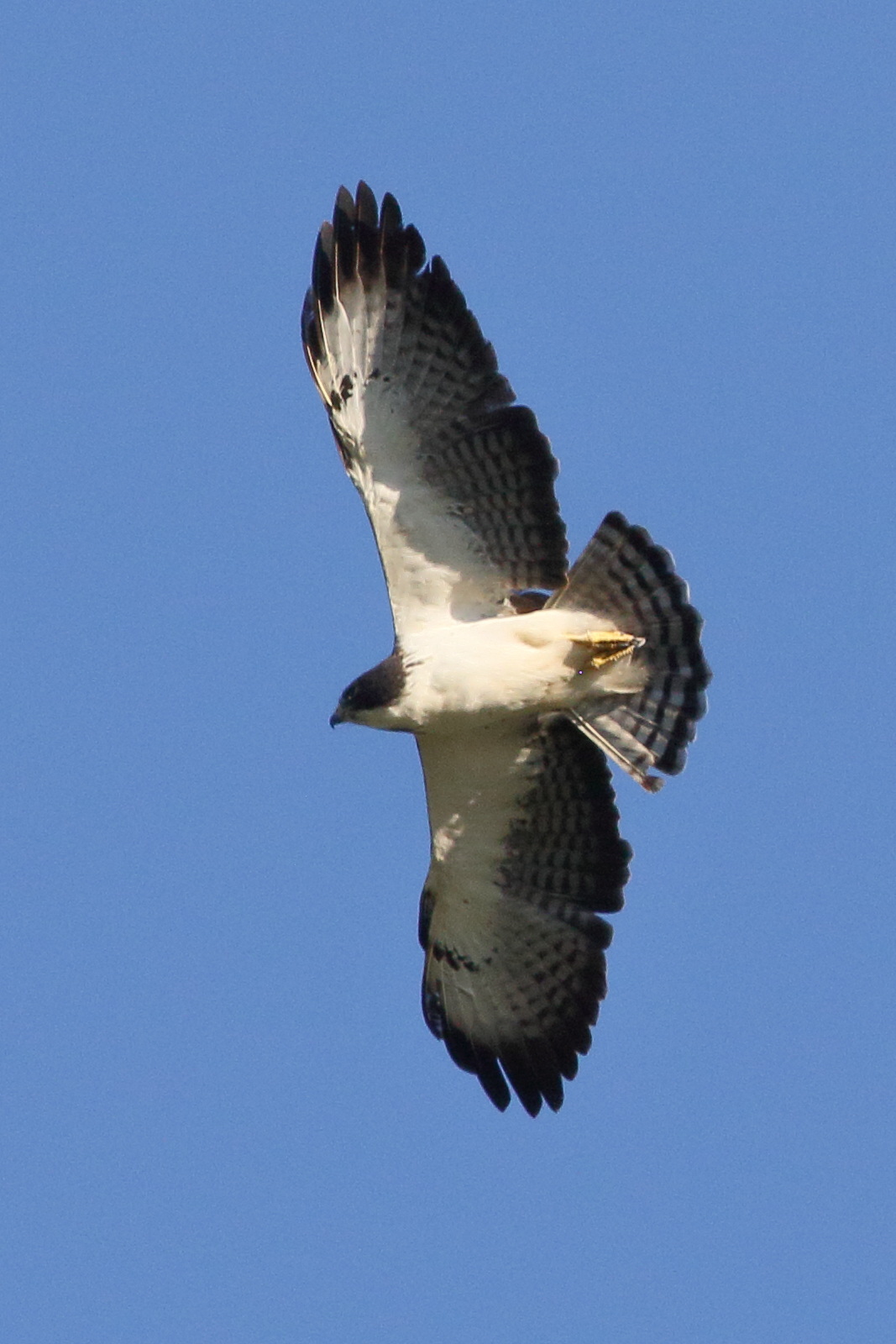 buse_a_queue_courte_-_buteo_brachyurus1bd