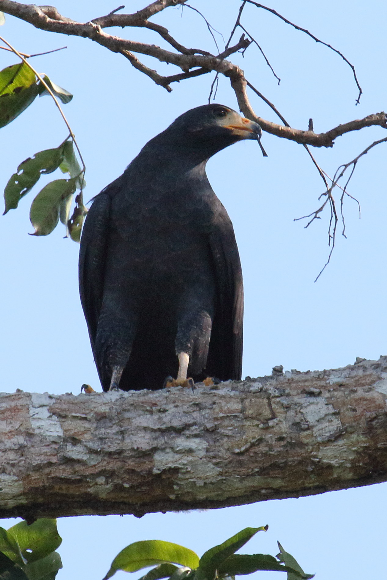 buse_noire_-_buteogallus_anthracinus2md