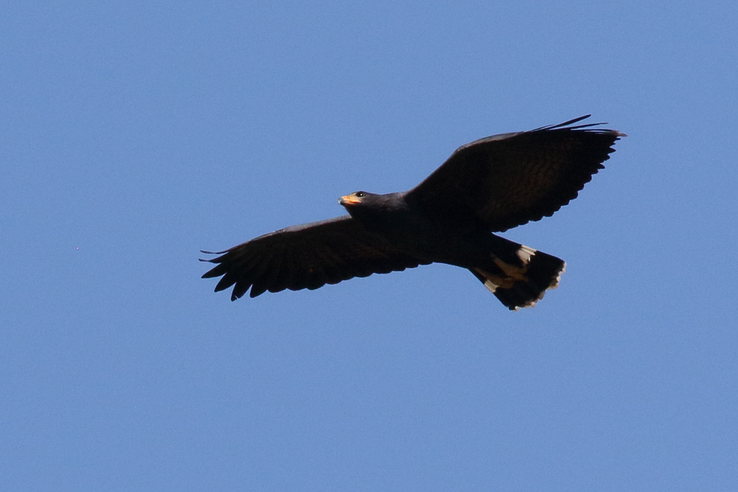 buse_noire_-_buteogallus_anthracinus3bd