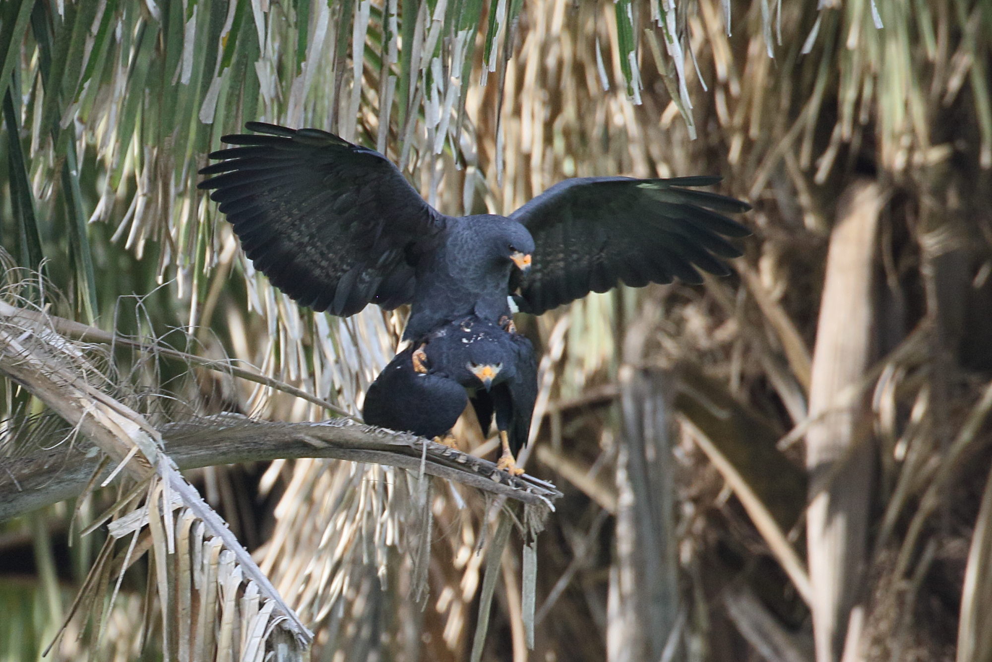 buse_noire_-_buteogallus_anthracinus4bd