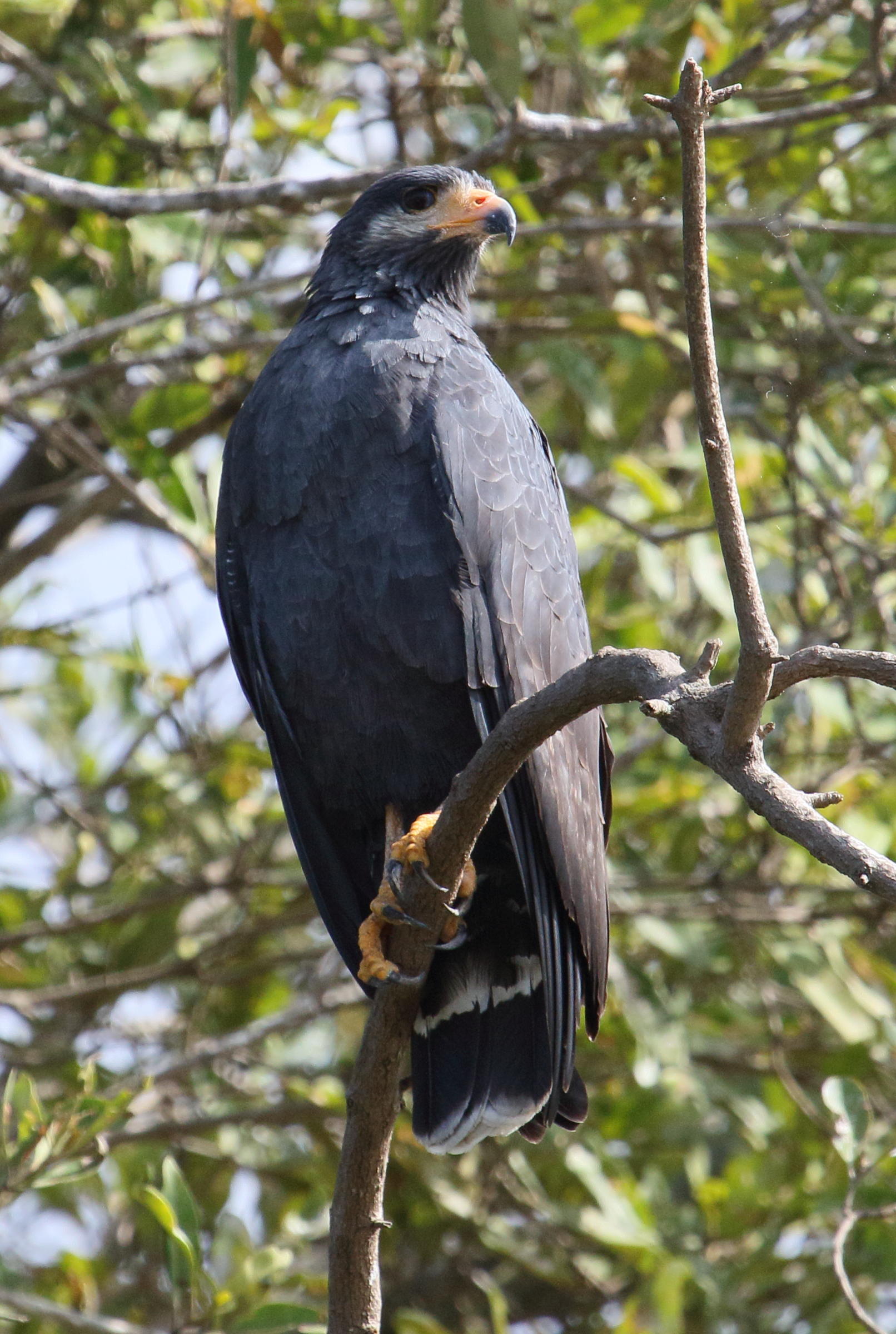 buse_noire_-_buteogallus_anthracinus5md