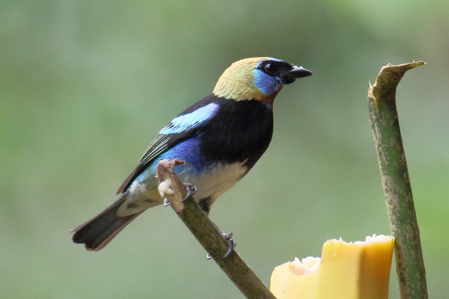 calliste_a_coiffe_d-or_-_stilpnia_larvata1md