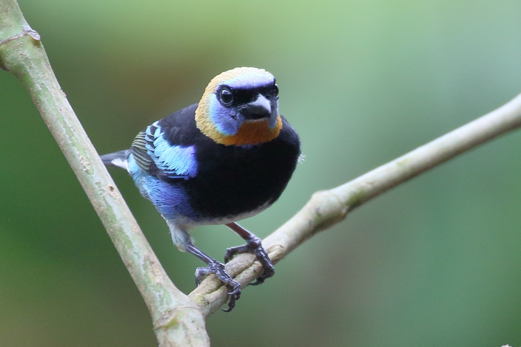 calliste_a_coiffe_d-or_-_stilpnia_larvata2bd