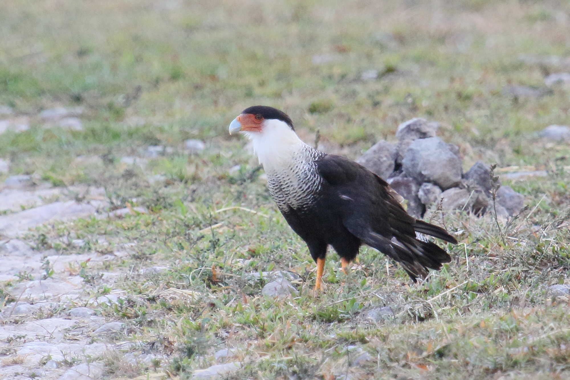 caracara_du_nord_-_caracara_cheriway1md