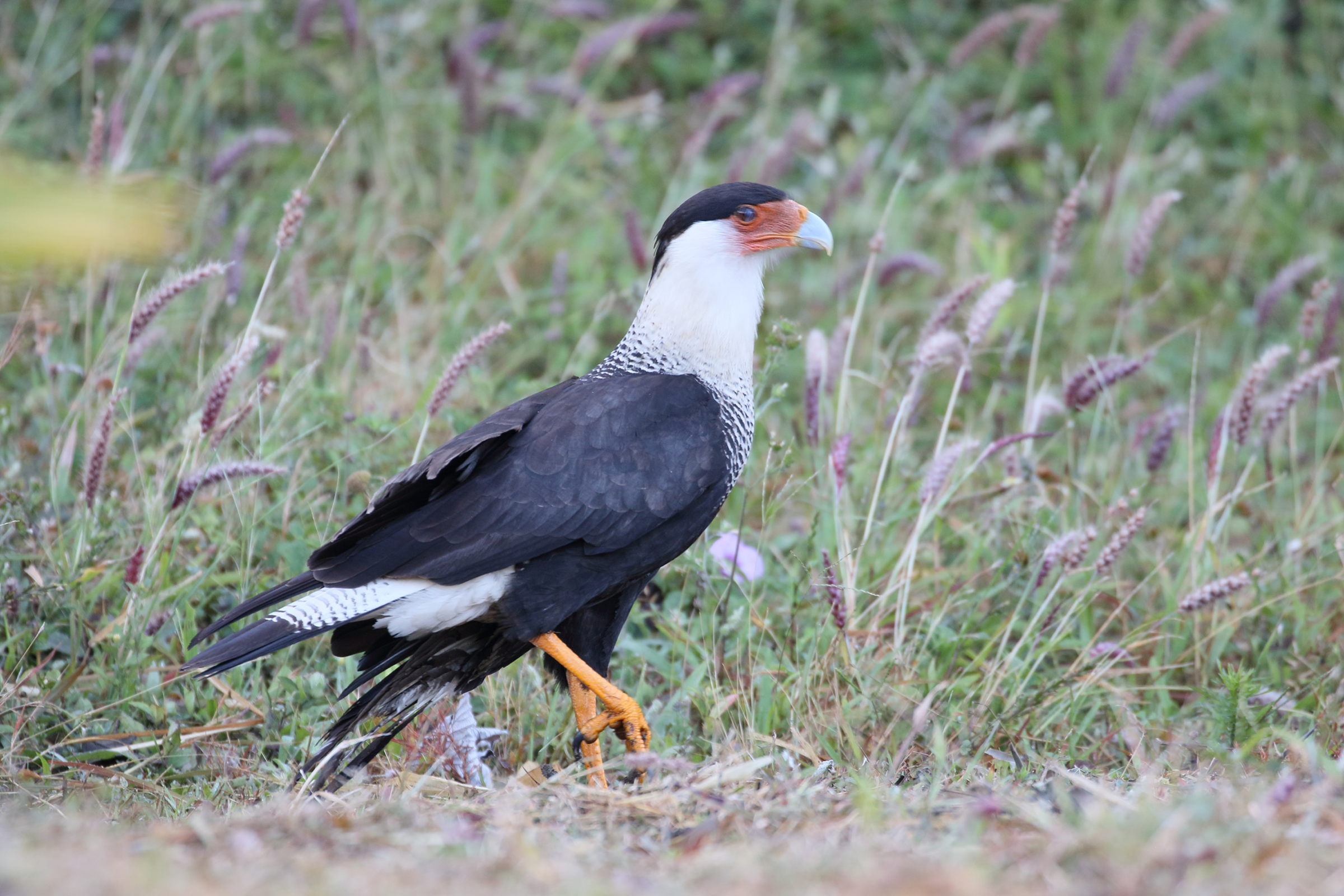 caracara_du_nord_-_caracara_cheriway2bd