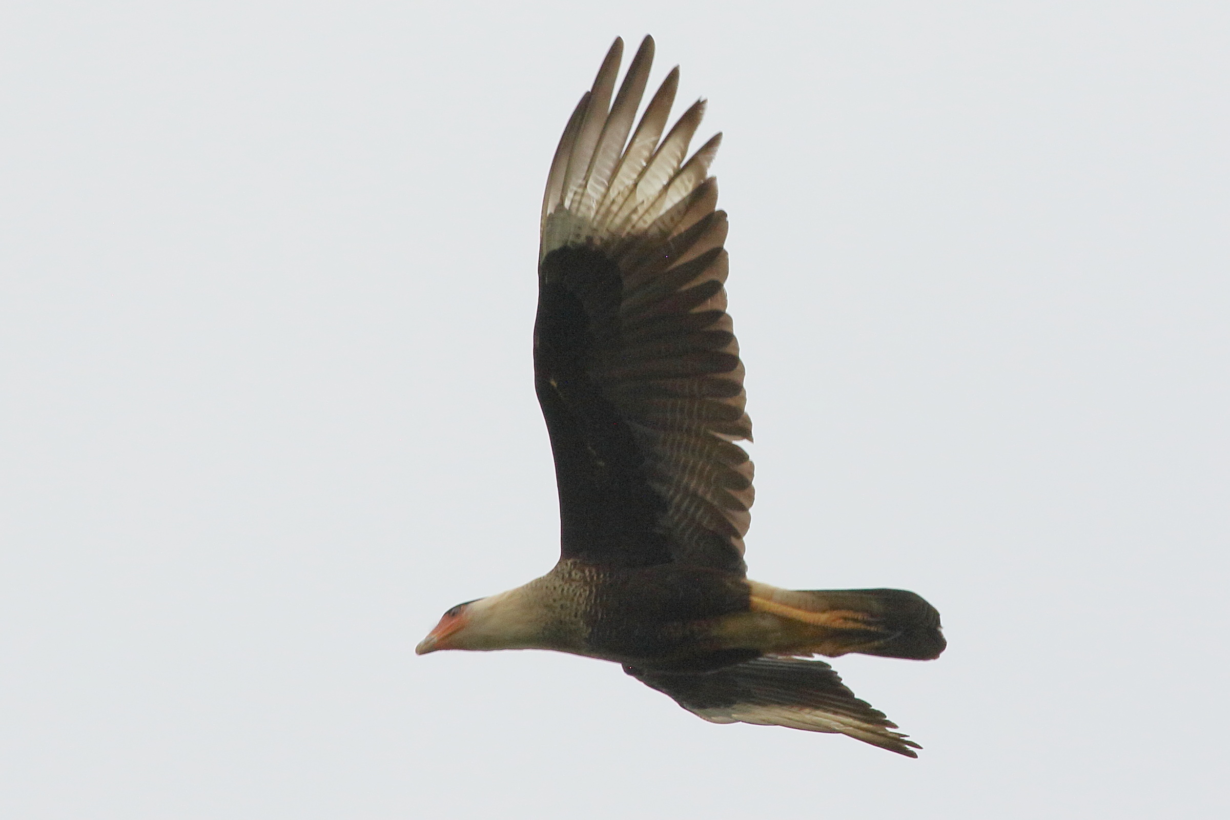 caracara_du_nord_-_caracara_cheriway3bd
