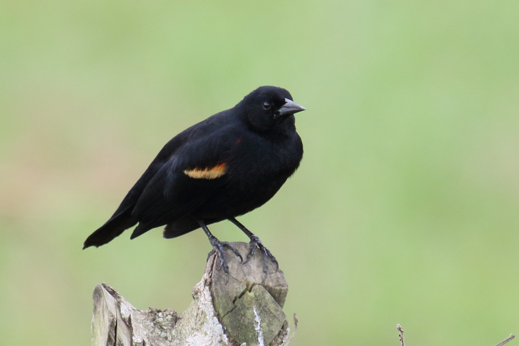 carouge_a_epaulettes_-_agelaius_phoeniceus1md