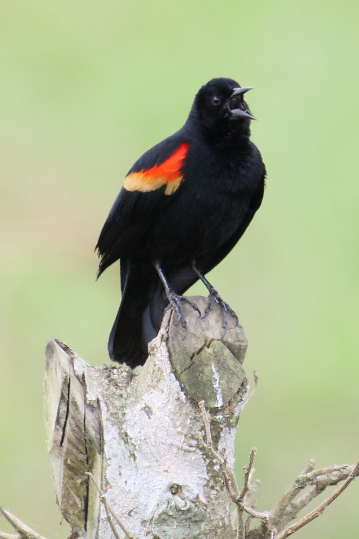 carouge_a_epaulettes_-_agelaius_phoeniceus2md